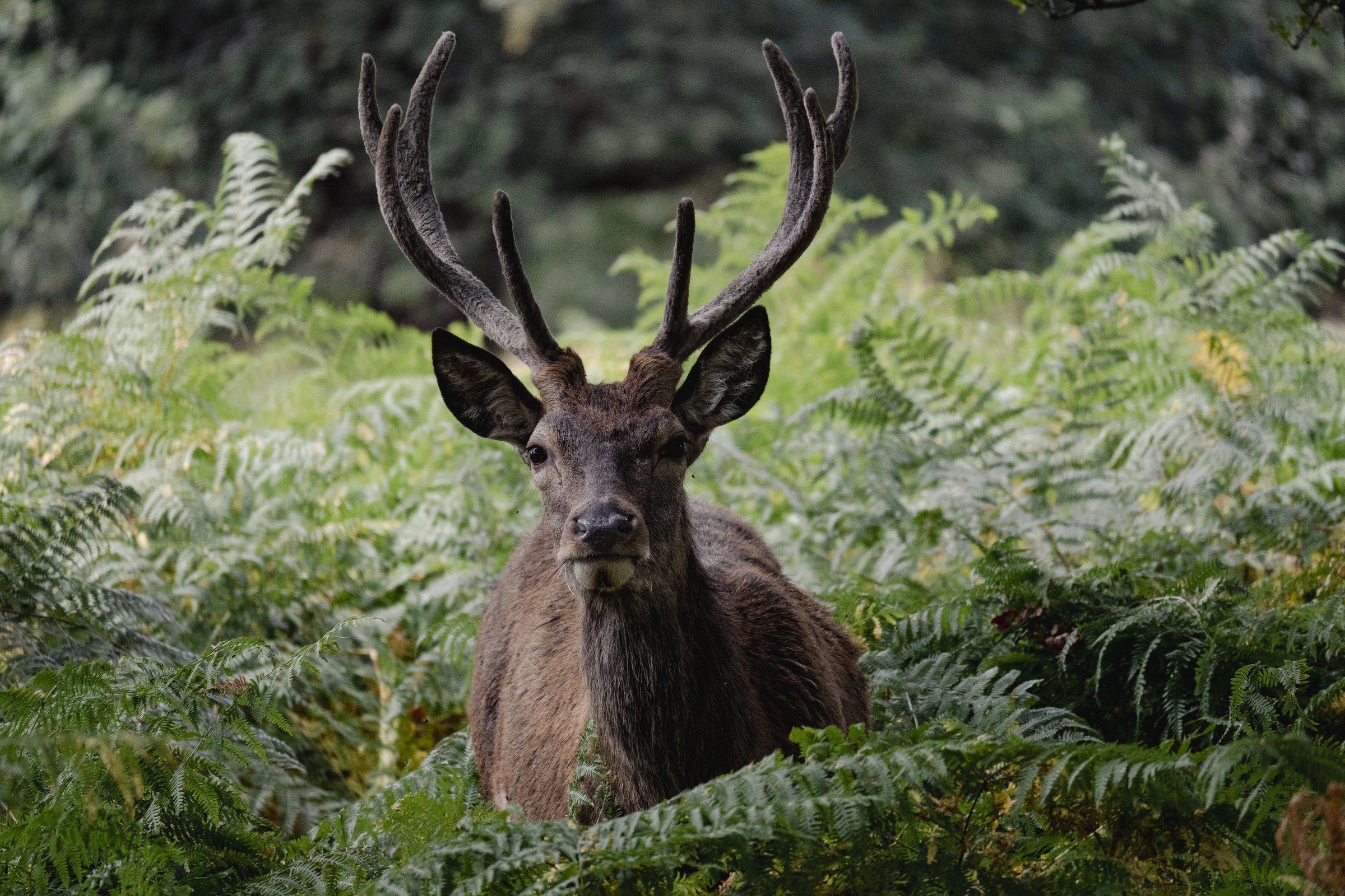 Red deer stag with velvet antlers facing the camera from among ferns