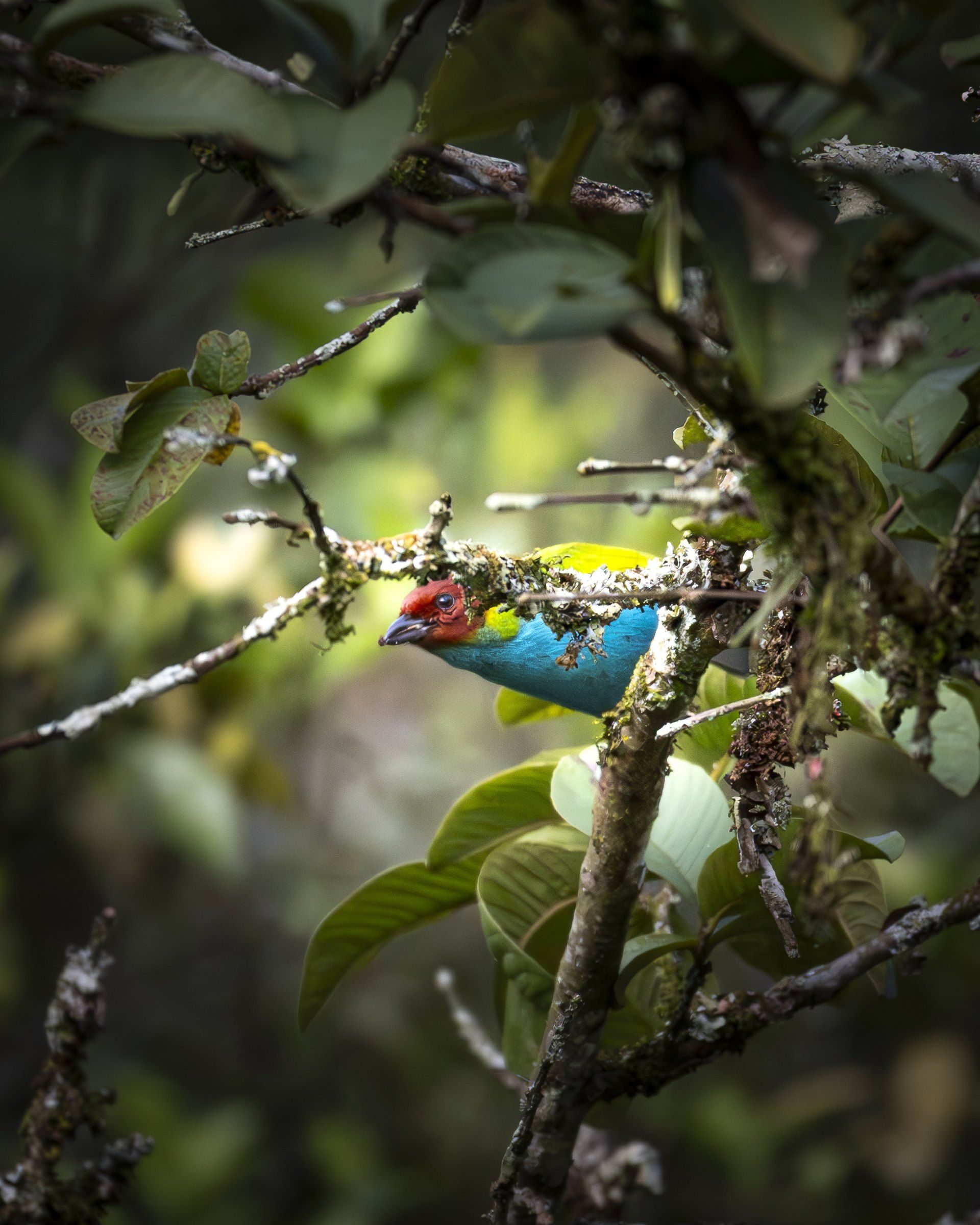 Colourful tanager with a red head and turquoise body perched among leaves