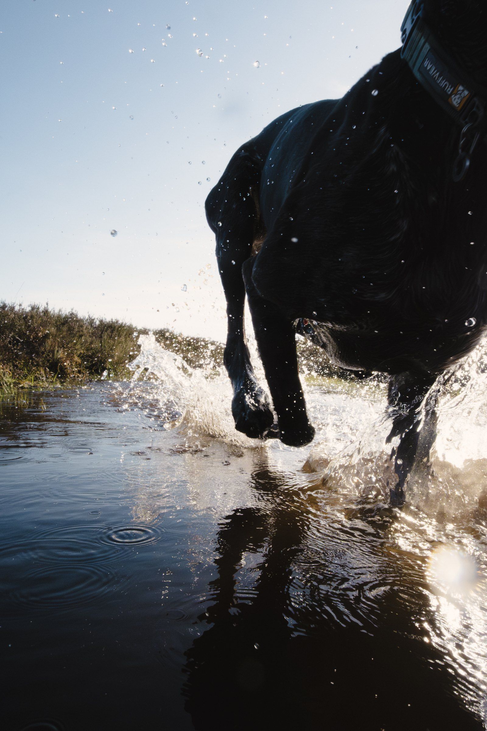 Black dog splashing through shallow water, backlit, with droplets in the air