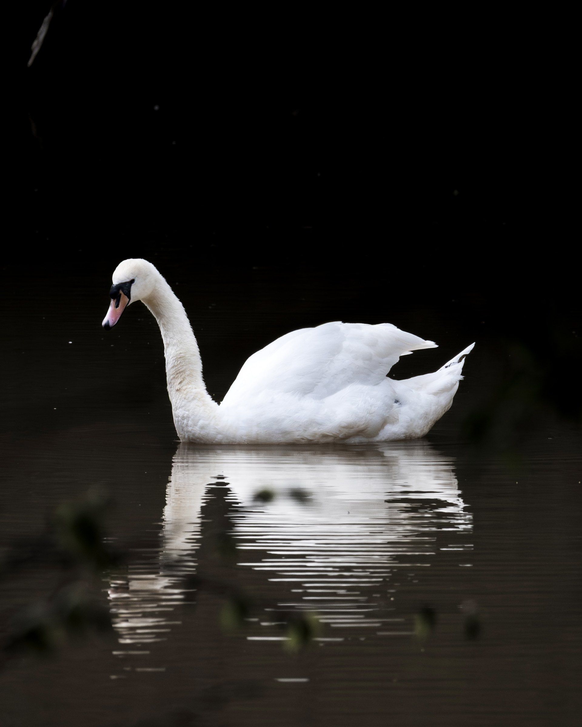 White swan and its reflection on dark water