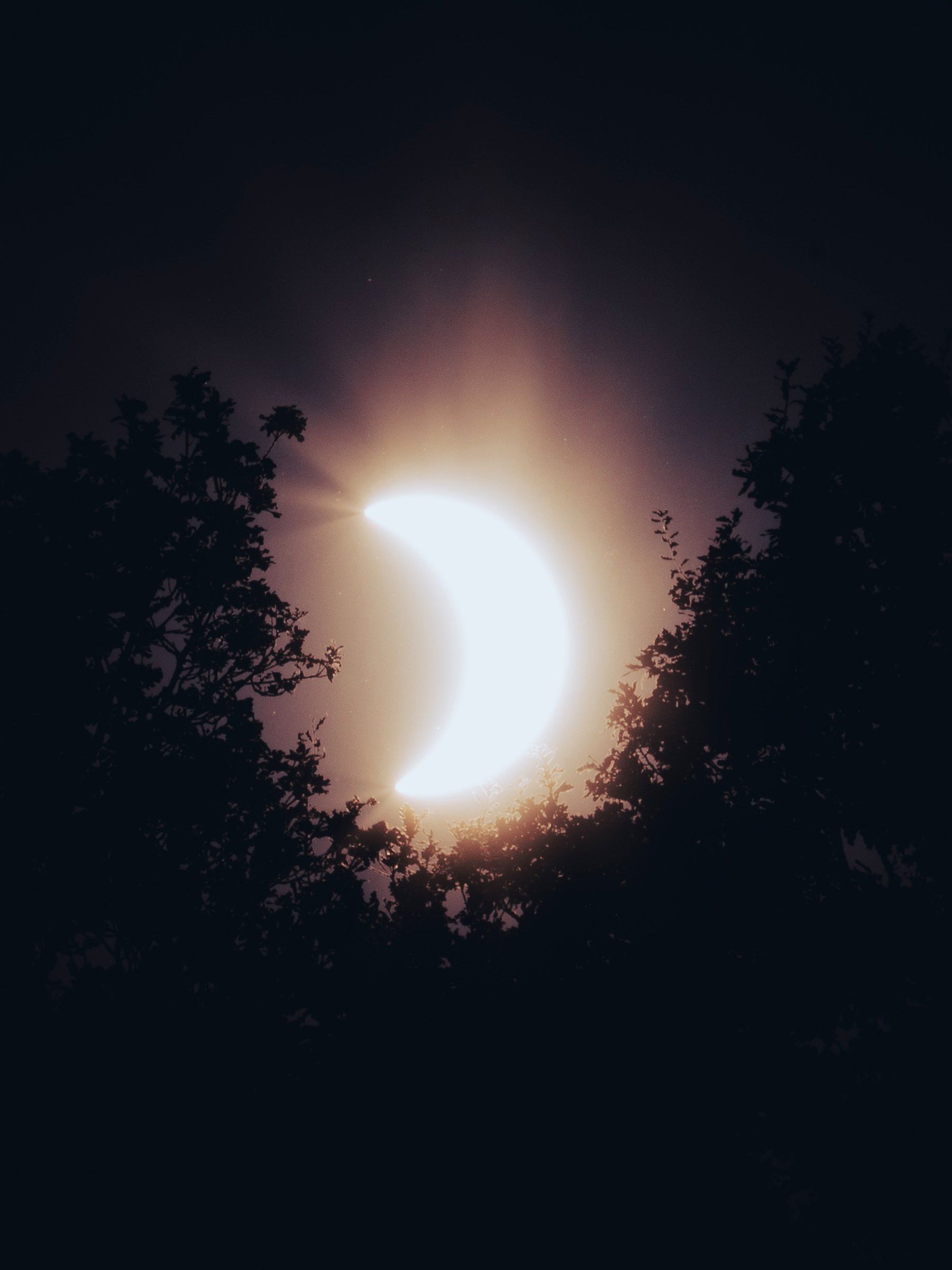 Partial solar eclipse glowing as a crescent between silhouetted trees