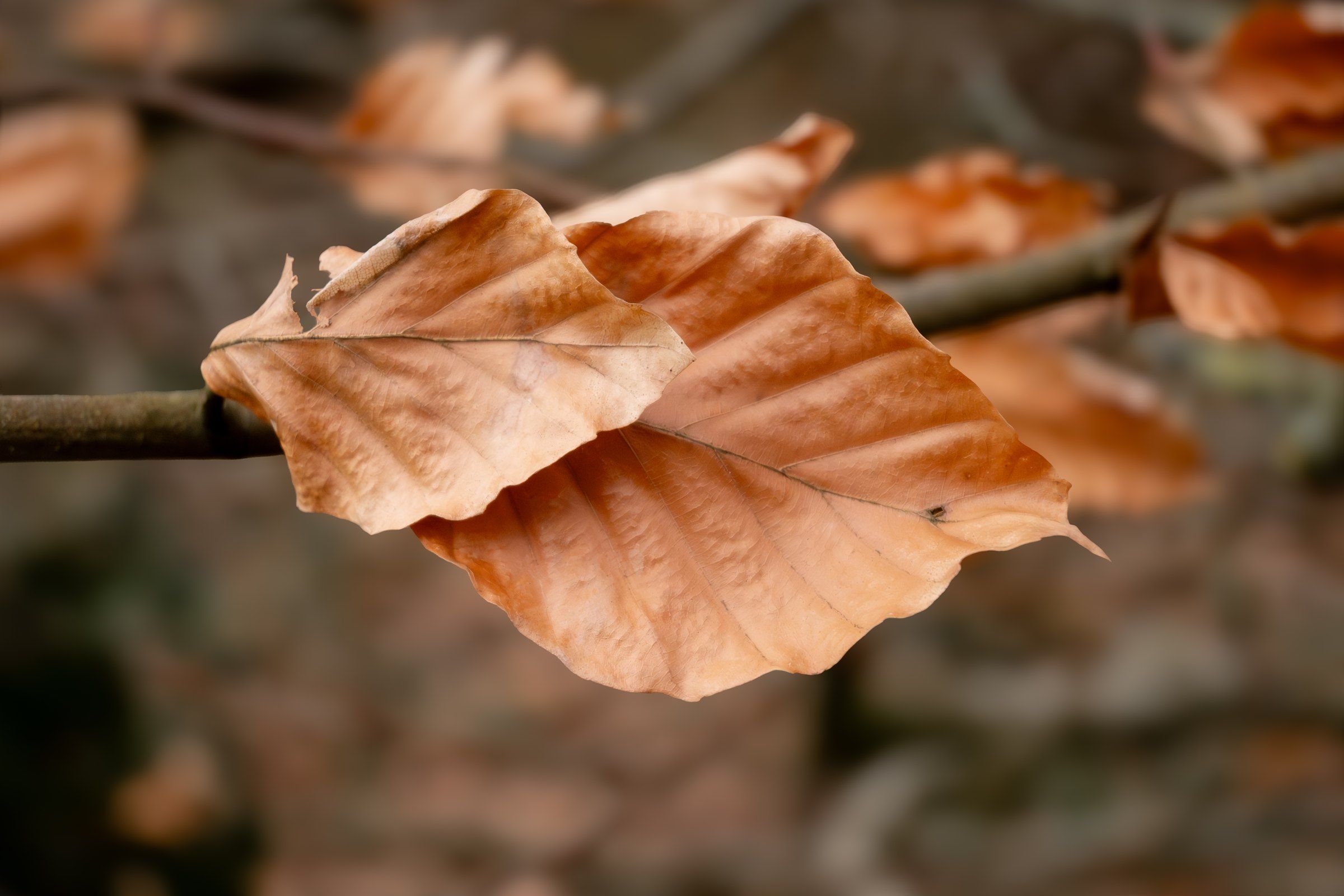 Close-up of a dry copper beech leaf on a twig