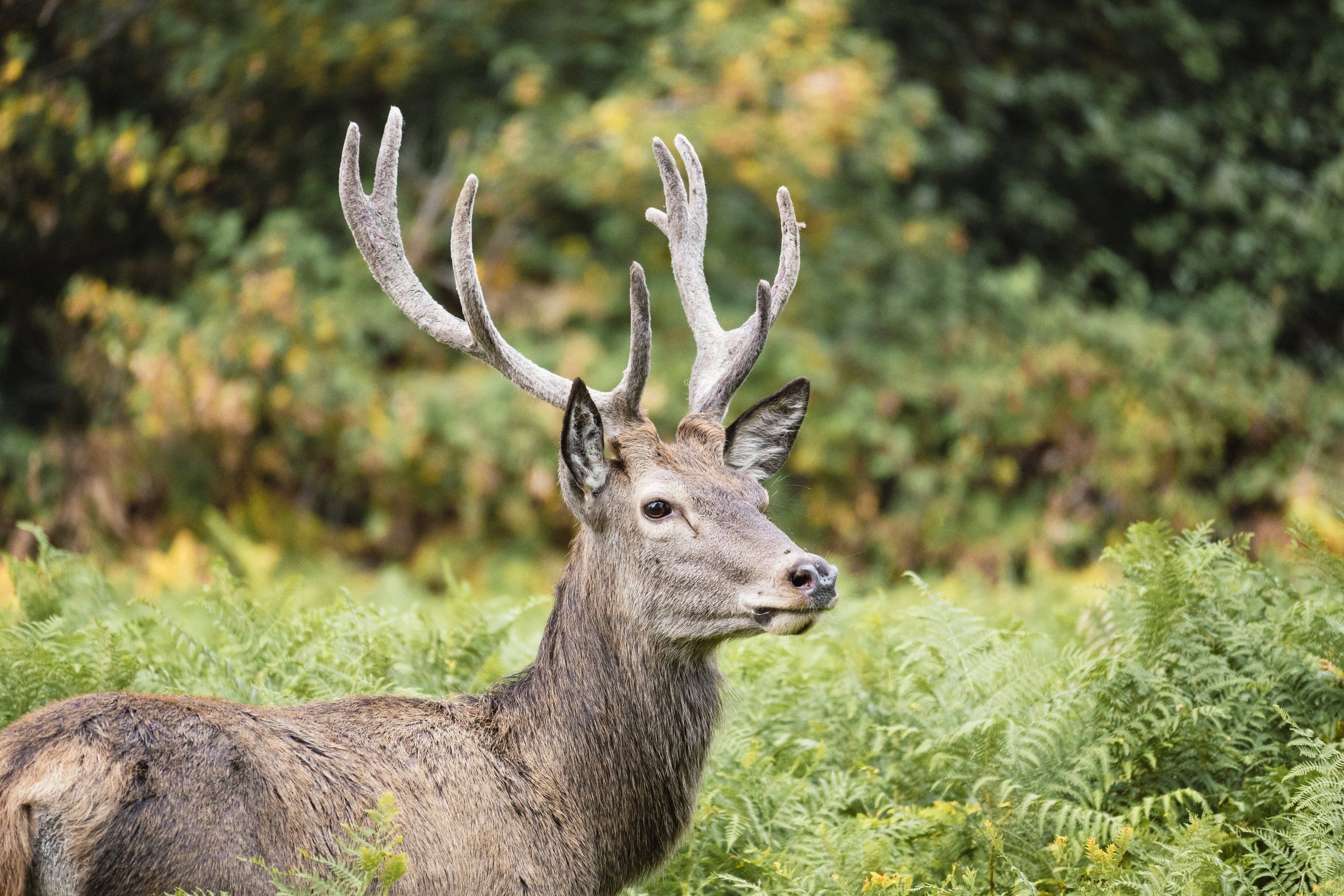 Red deer stag in profile with large antlers, standing in green ferns