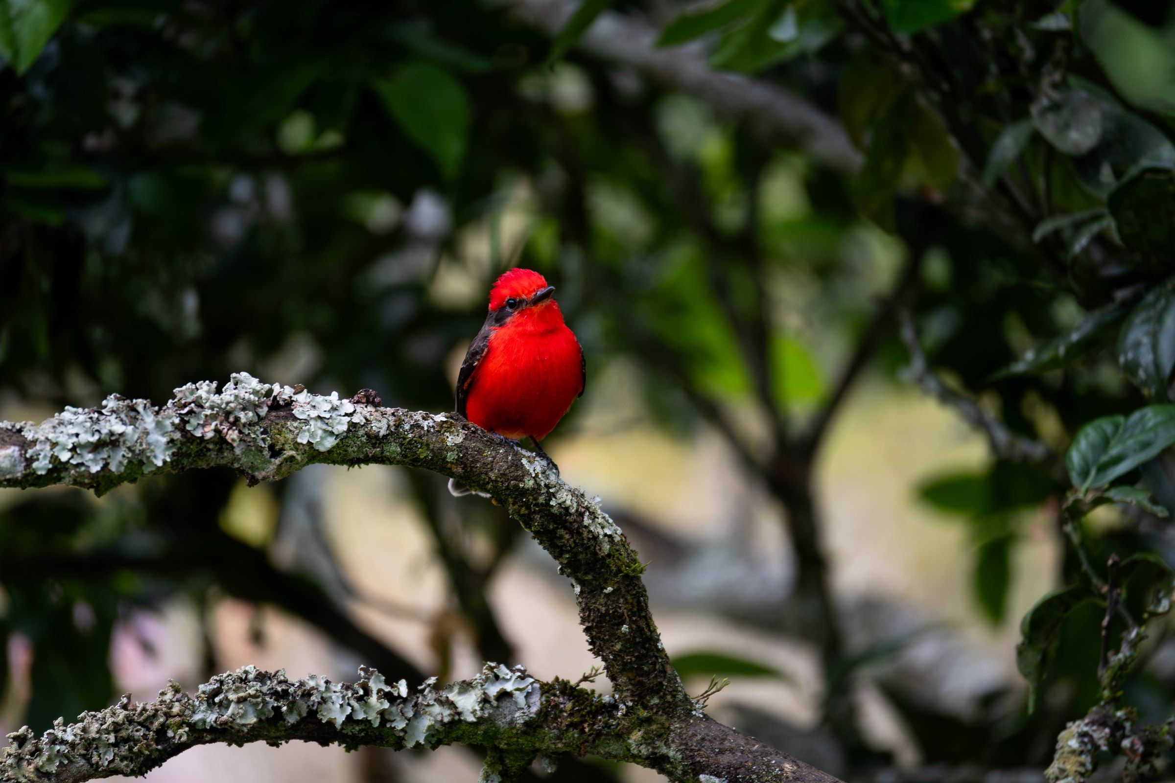 Bright red bird perched on a lichen-covered branch