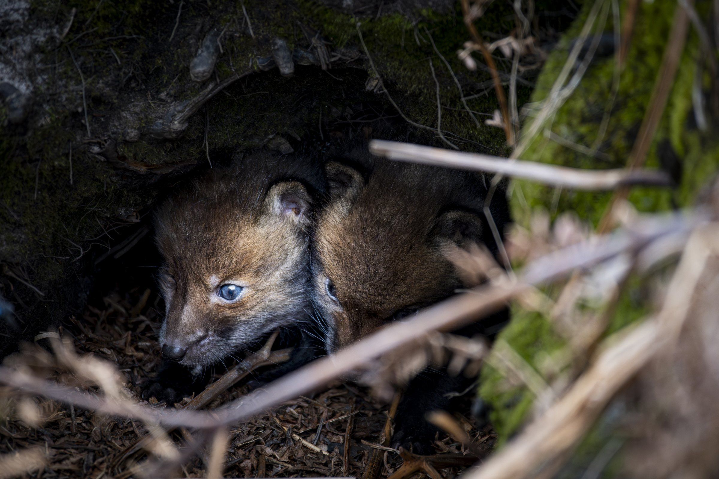 Fox cubs peering out of their den between roots