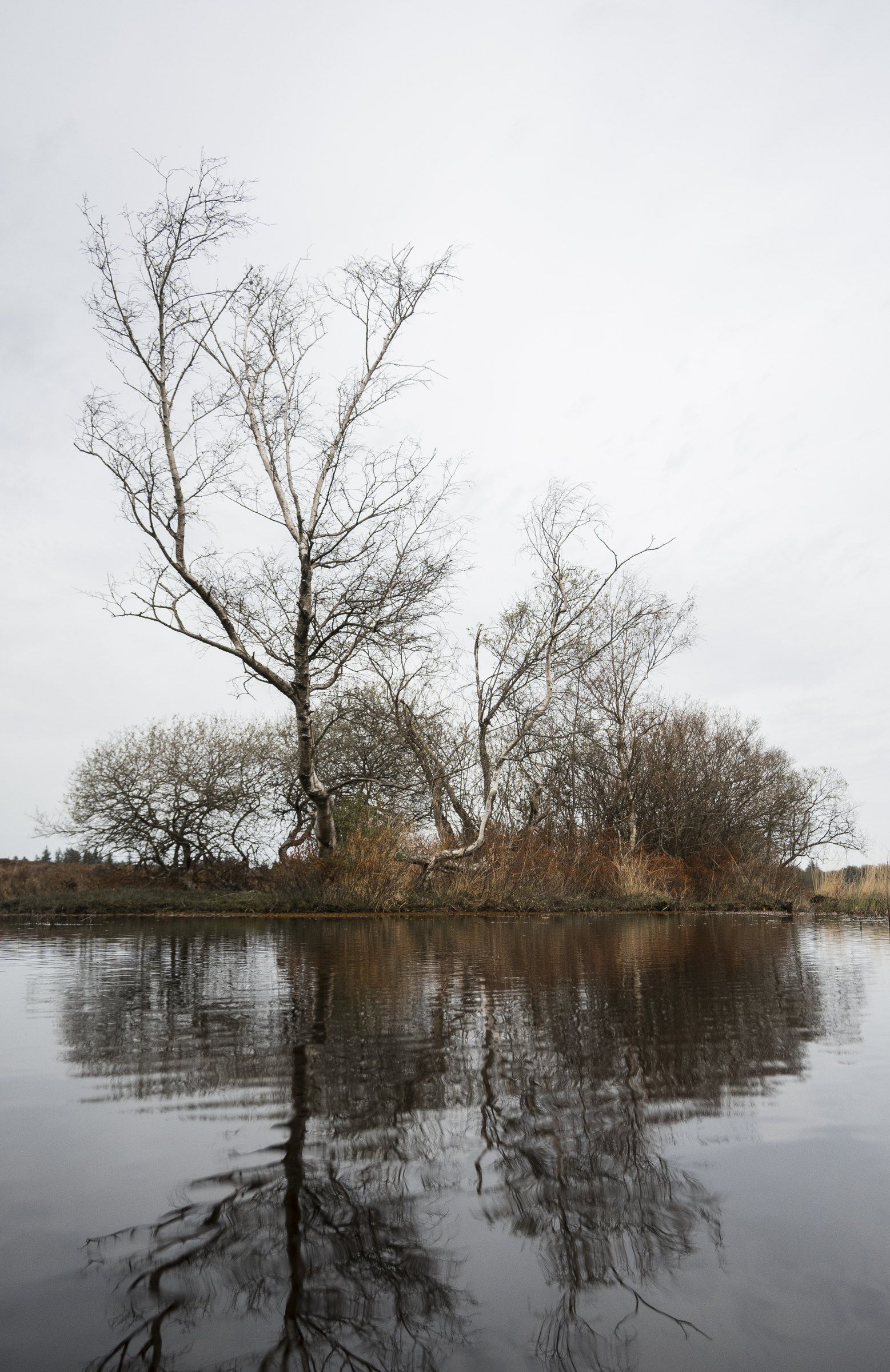 Bare trees on a small island reflected in still water