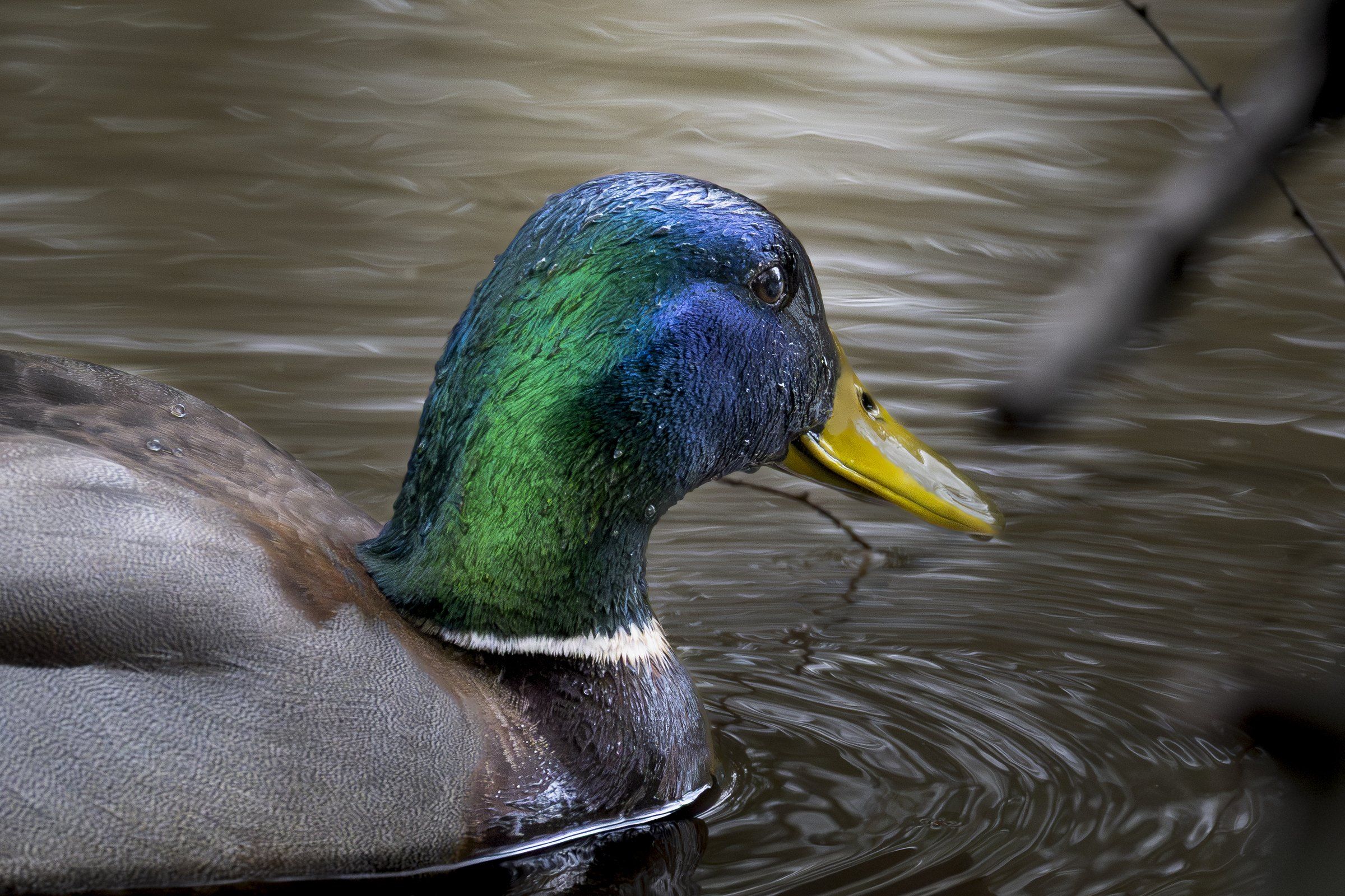 Mallard drake with an iridescent green head swimming