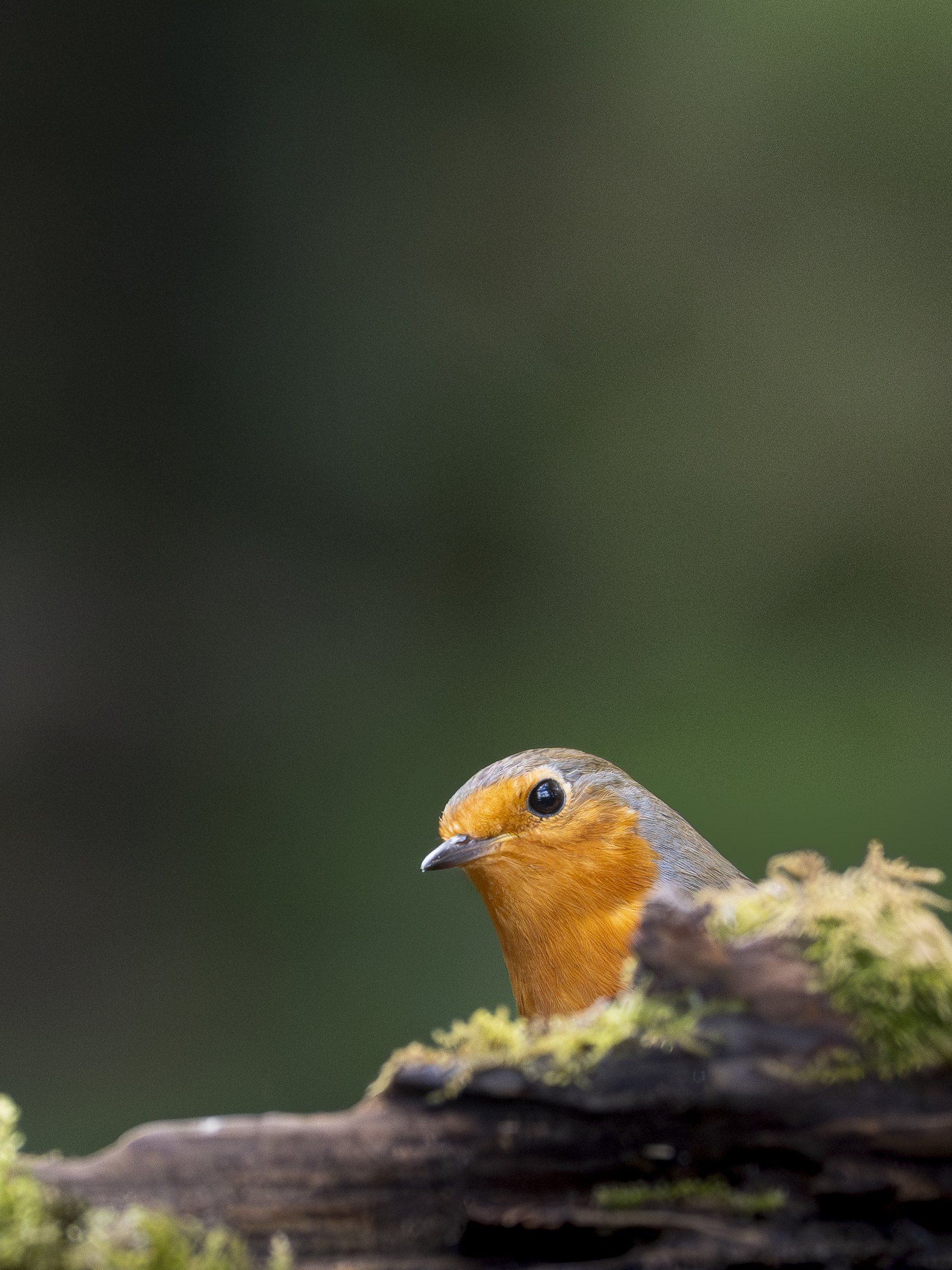 Robin peeking over a mossy log against a soft green background