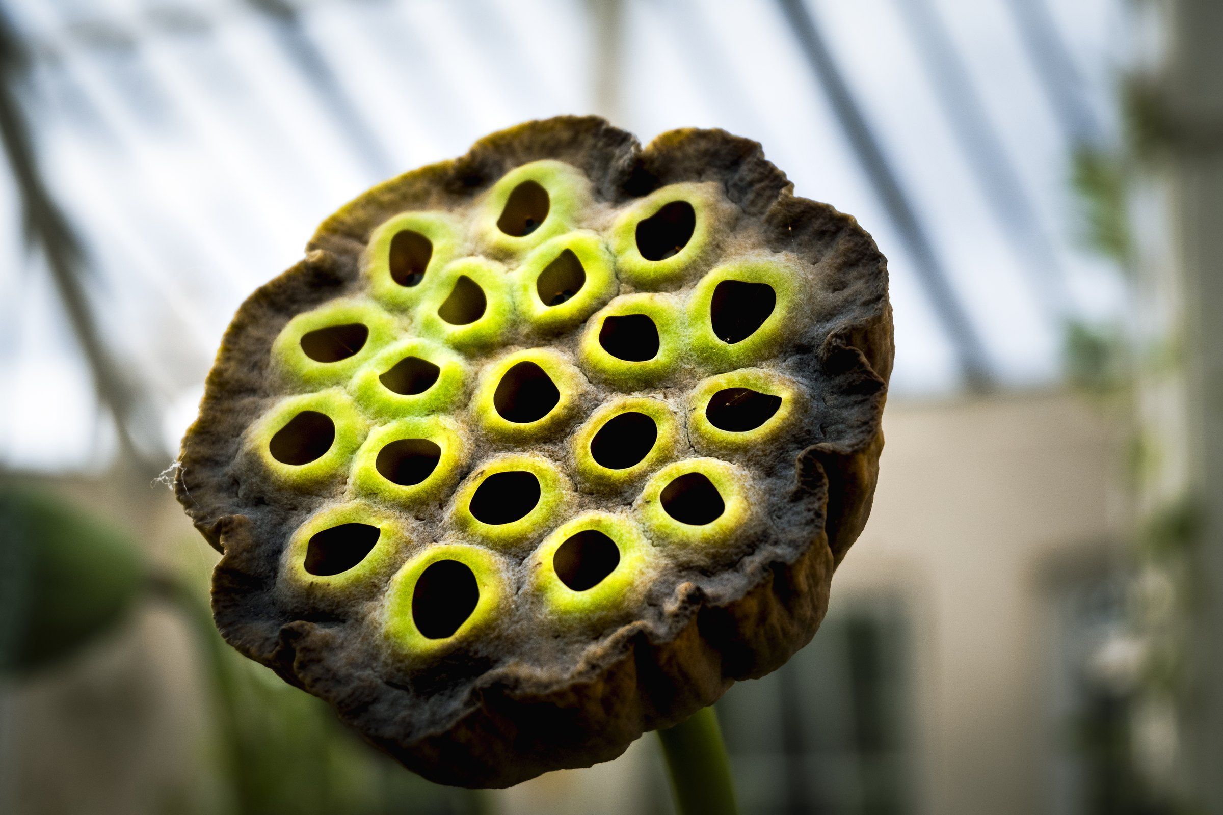 Close-up of a lotus seed head with yellow-green pods