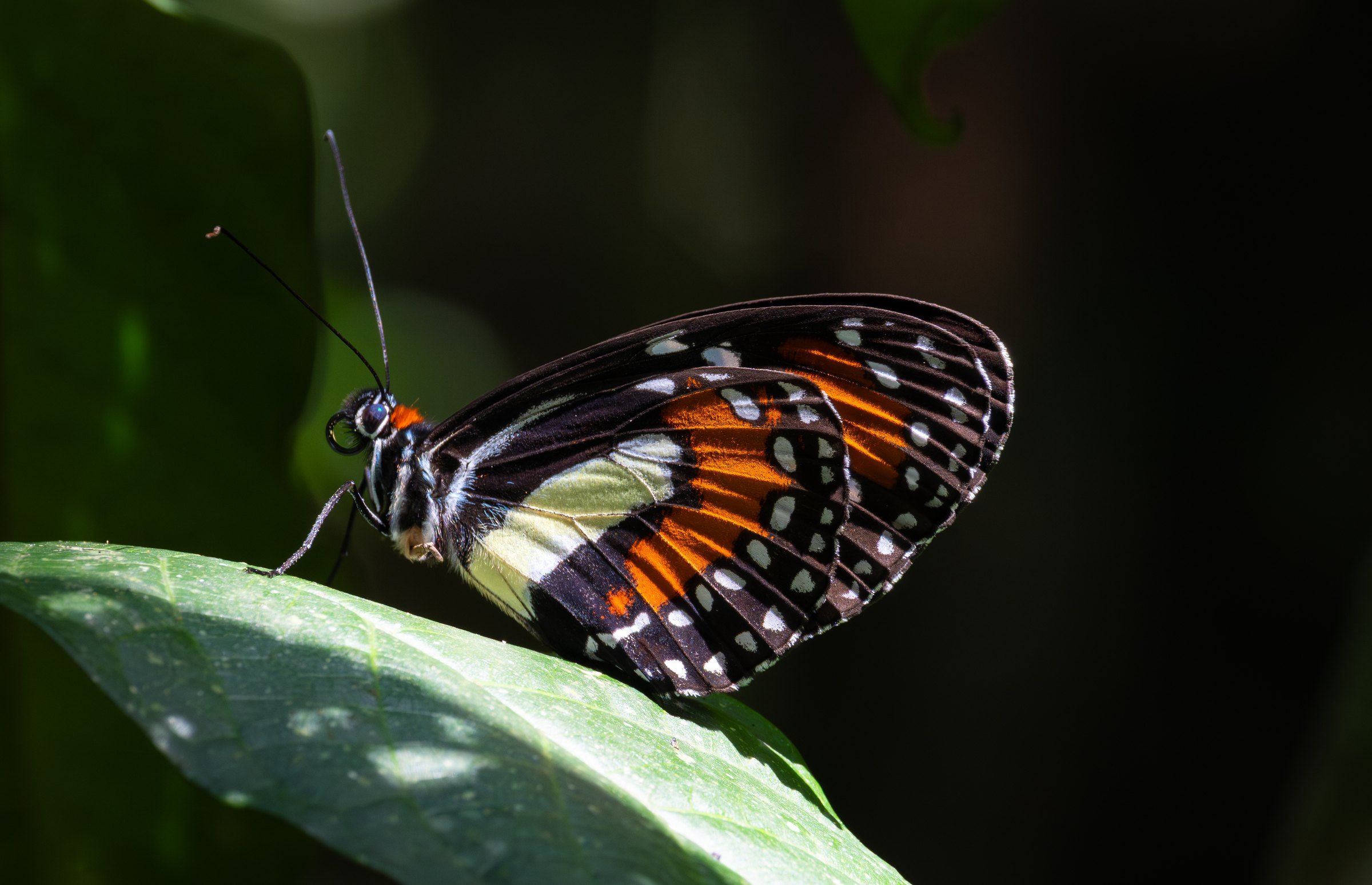 Orange, black and white butterfly resting on a leaf