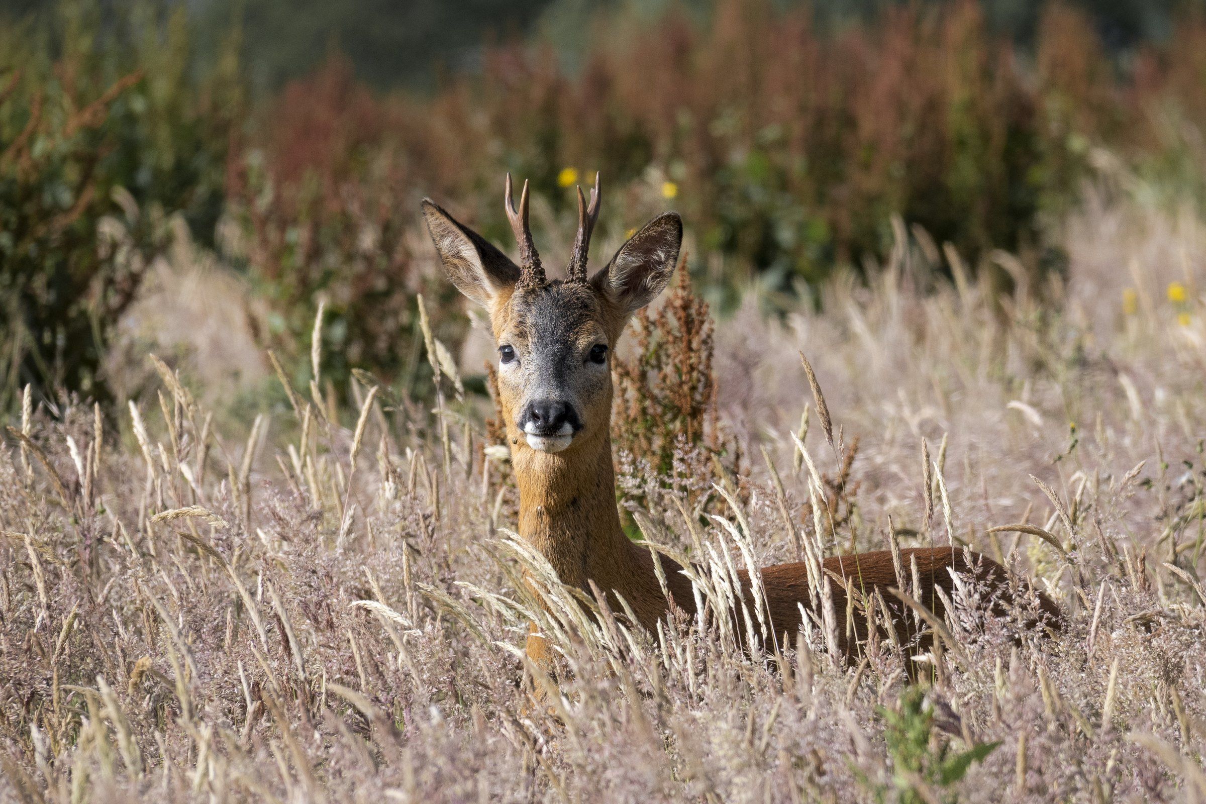 Roe deer buck lying in tall golden grass