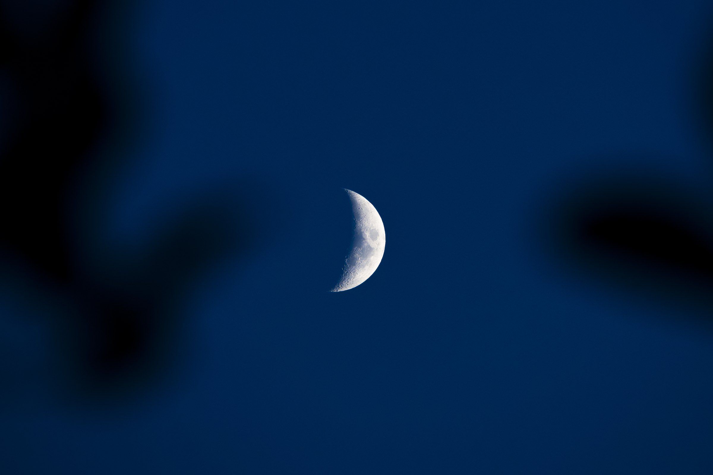 Crescent moon in a deep blue sky framed by dark, blurred leaves