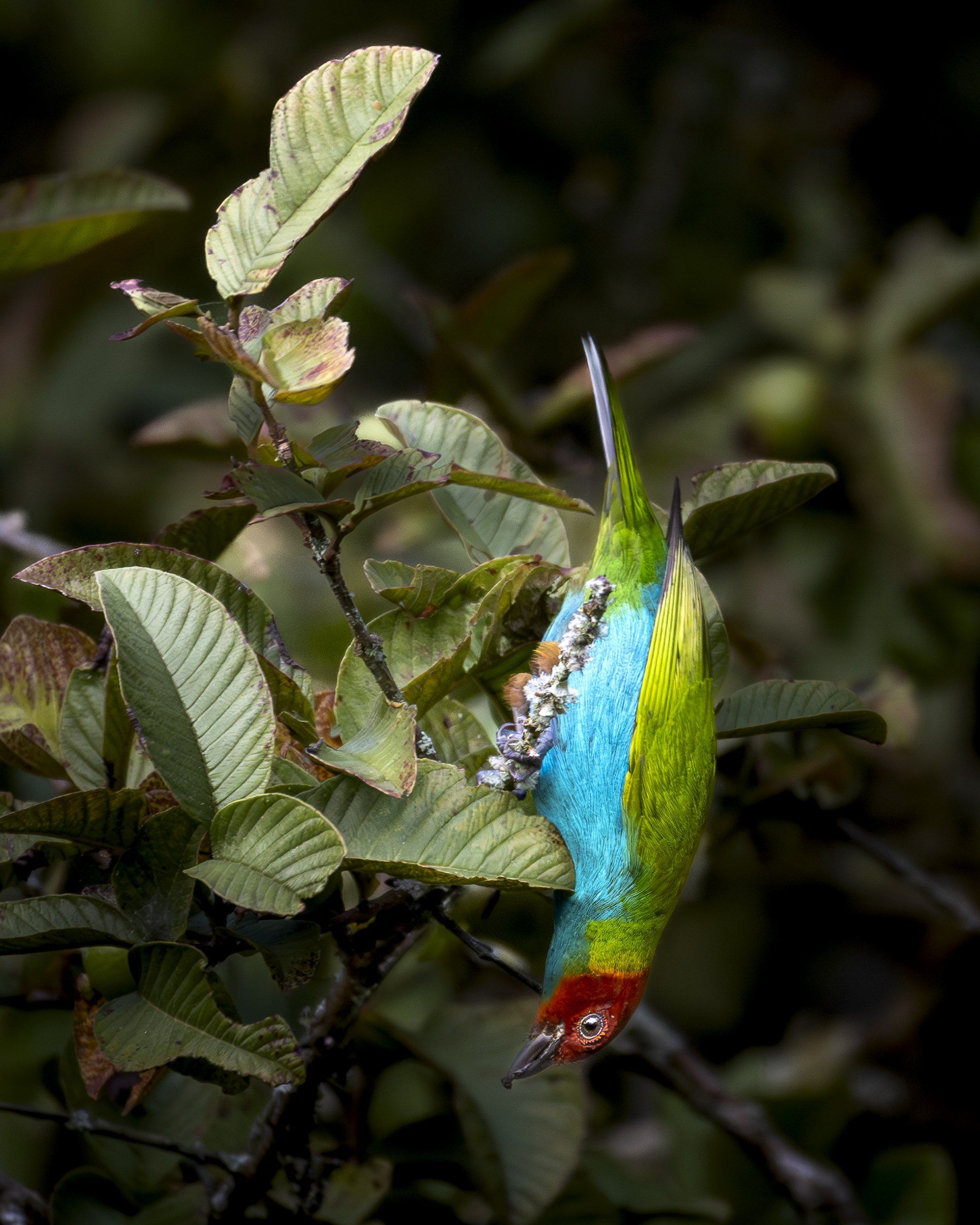 Tanager hanging upside down among leaves, showing green, turquoise and yellow feathers