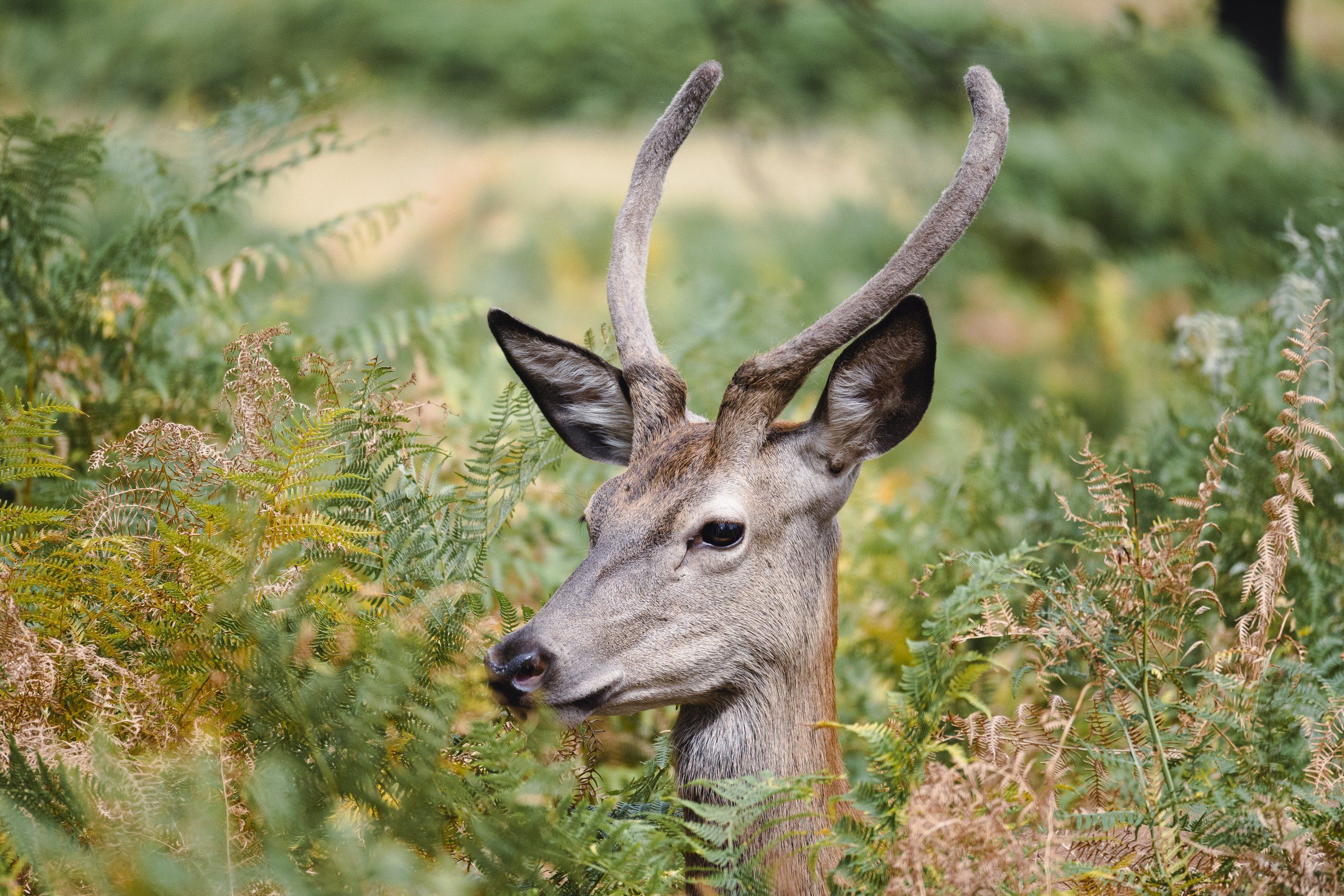 Young stag with velvet antlers in golden bracken, close up