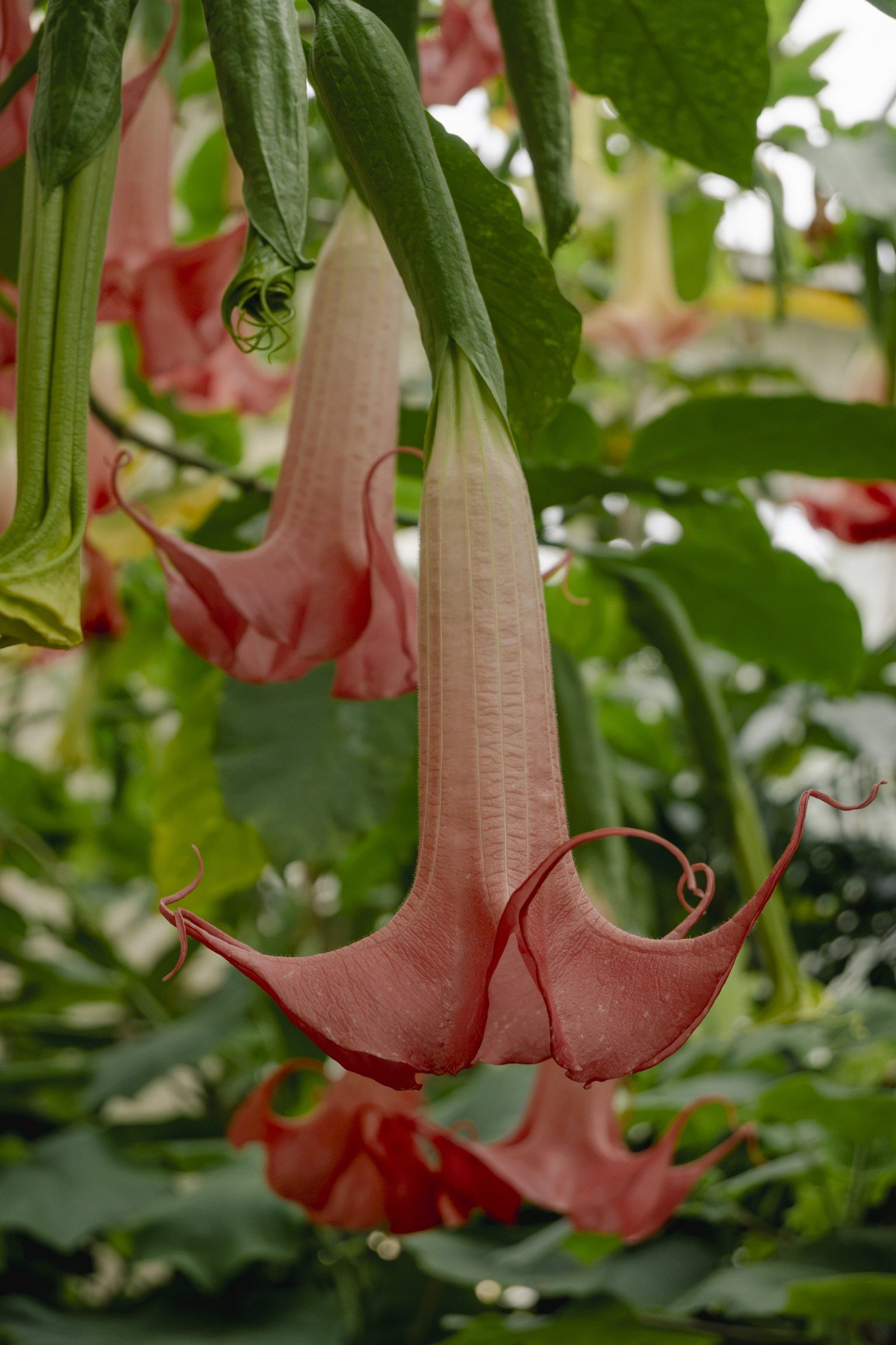 Pink angel’s trumpet flowers hanging among leaves