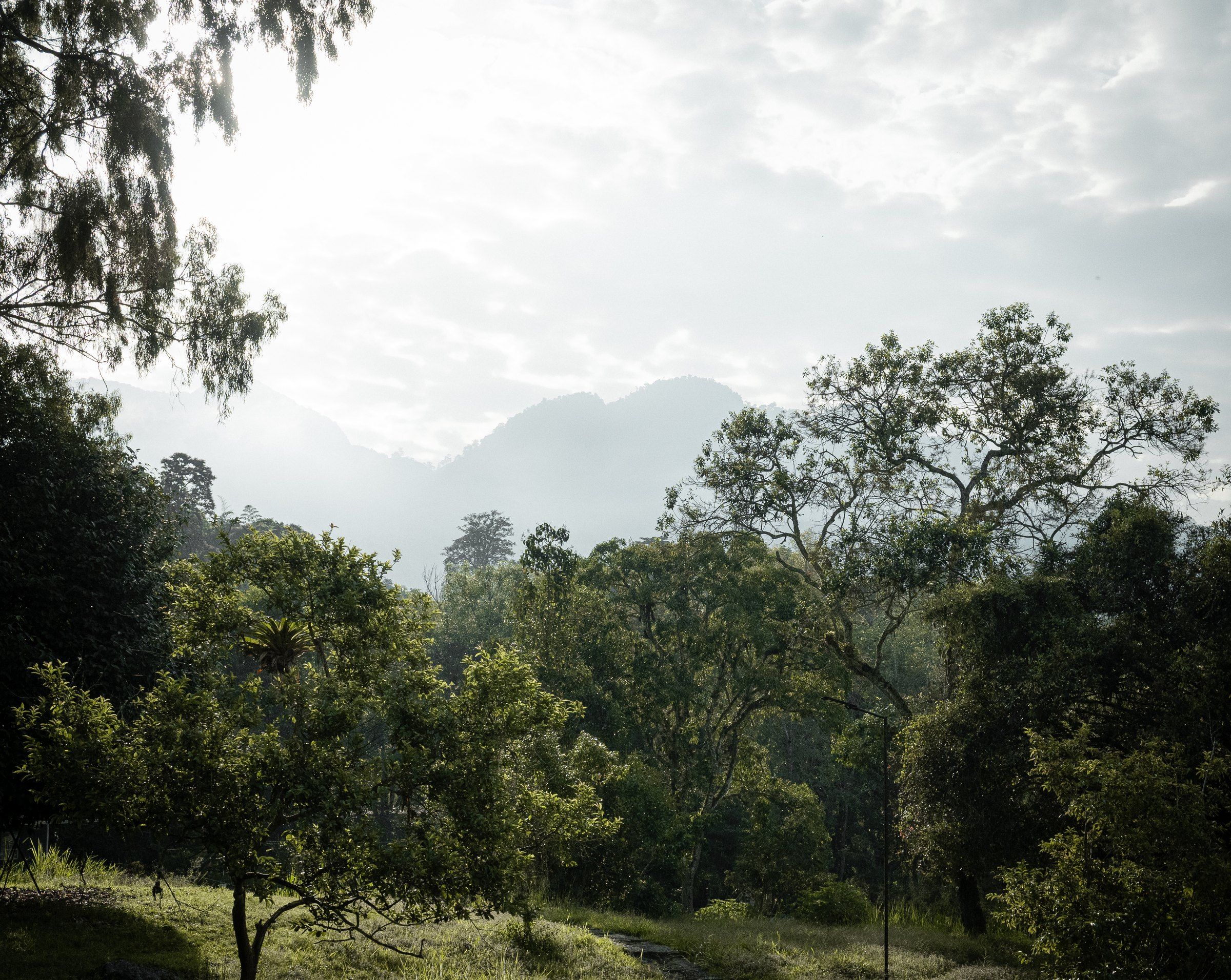 Trees beneath misty mountains under a bright, hazy sky