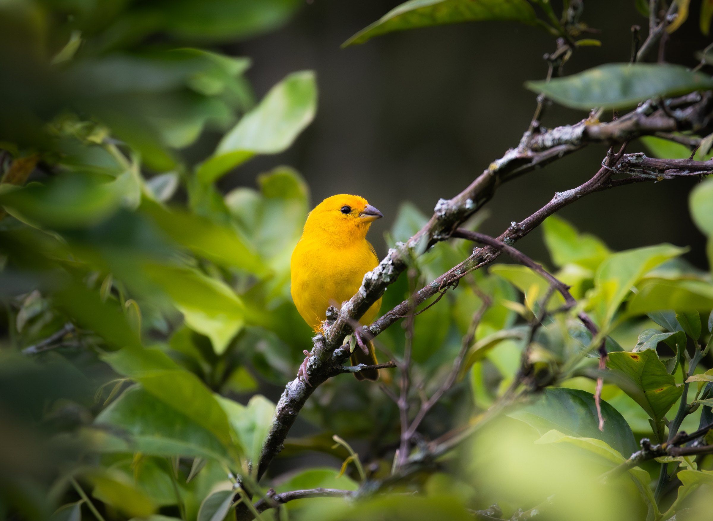 Saffron-yellow bird perched among green leaves