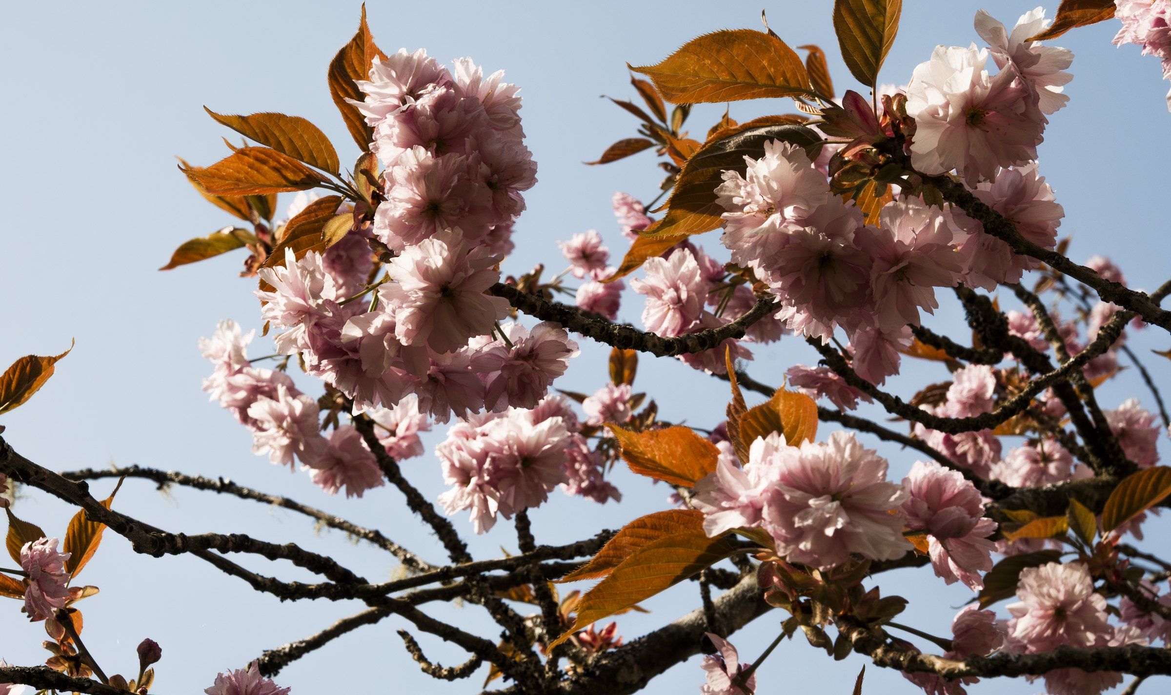 Pink cherry blossom and copper leaves against a pale blue sky