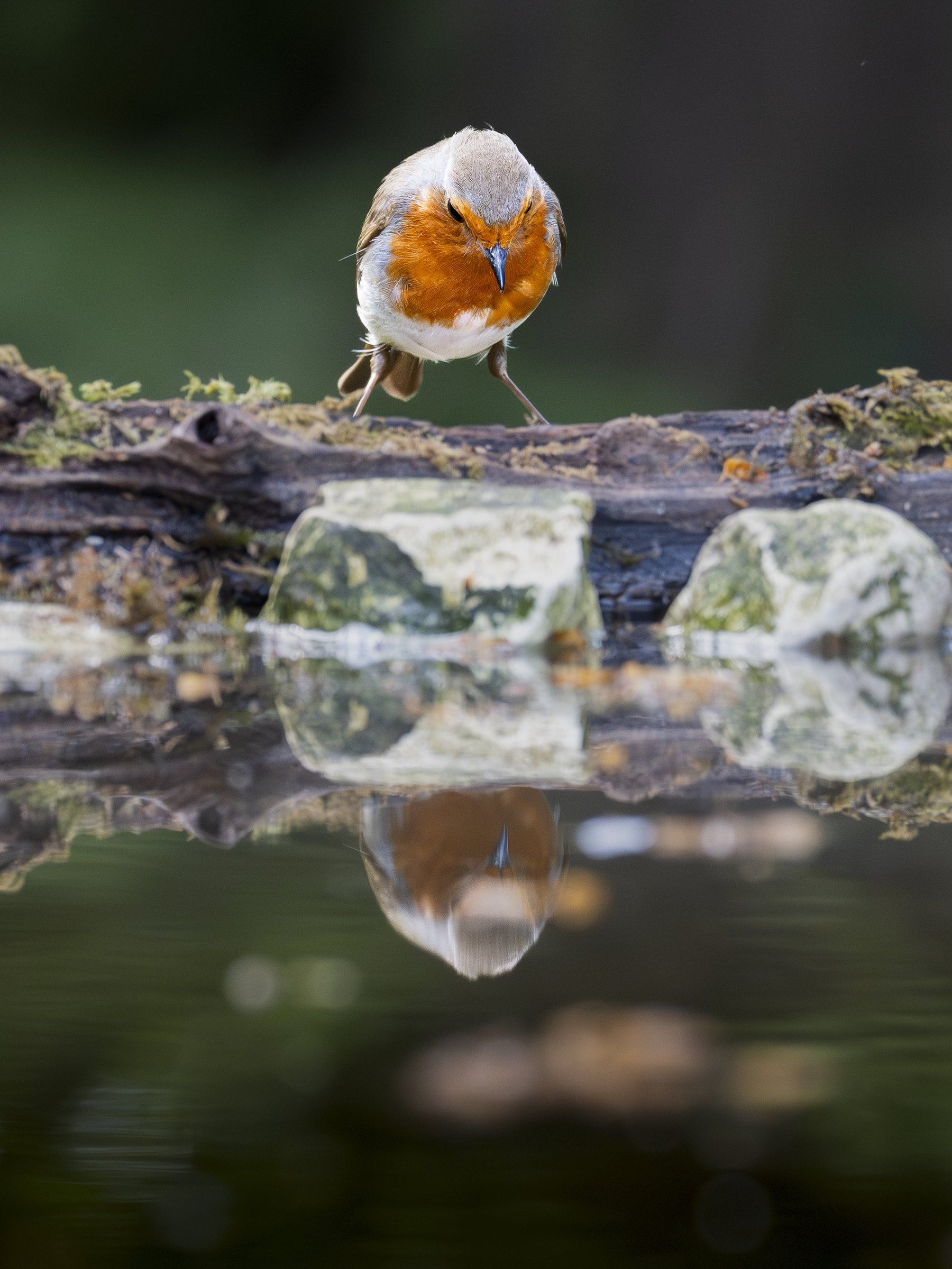 Robin on a log above still water, with its reflection below