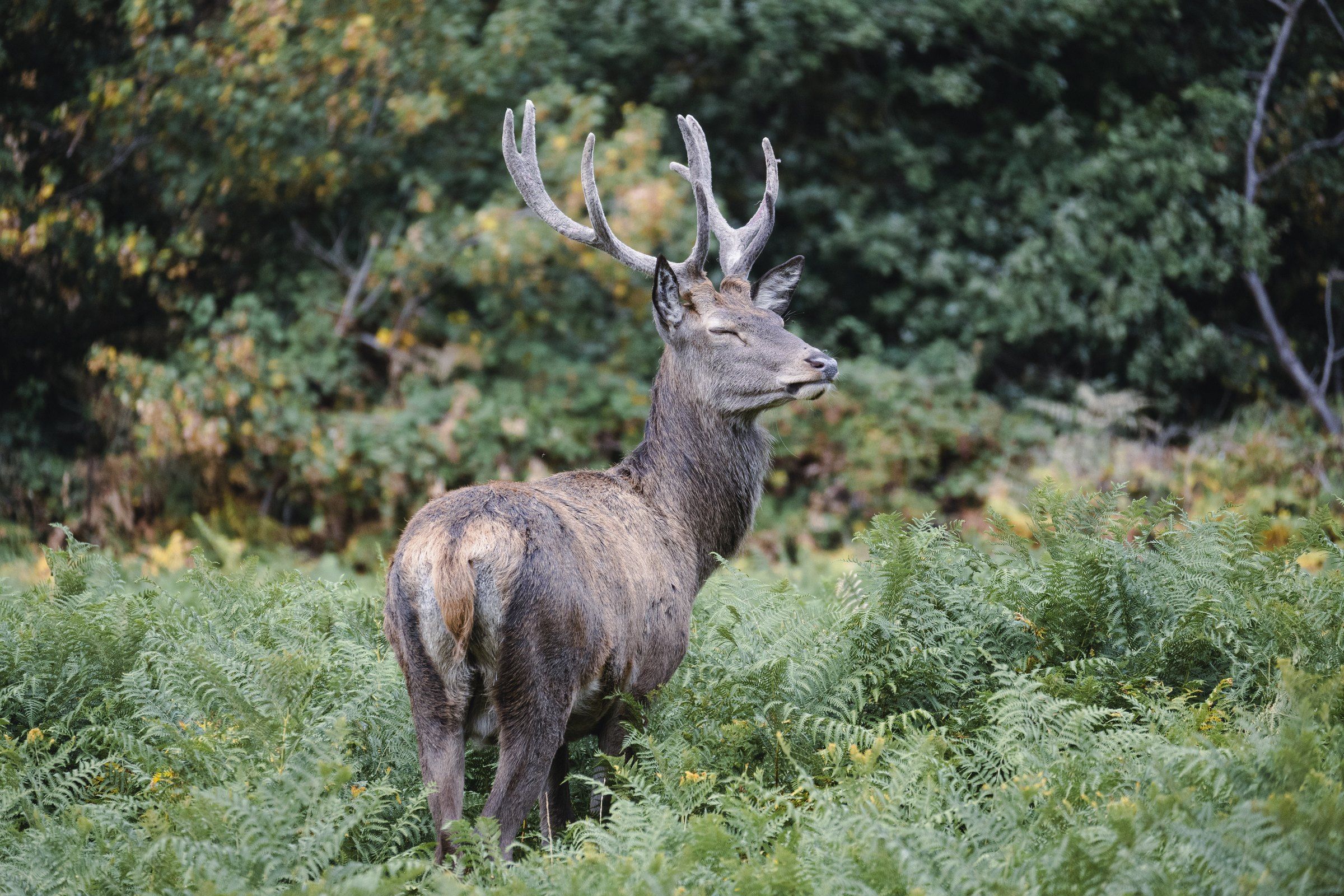 Red deer stag looking back over its shoulder among ferns