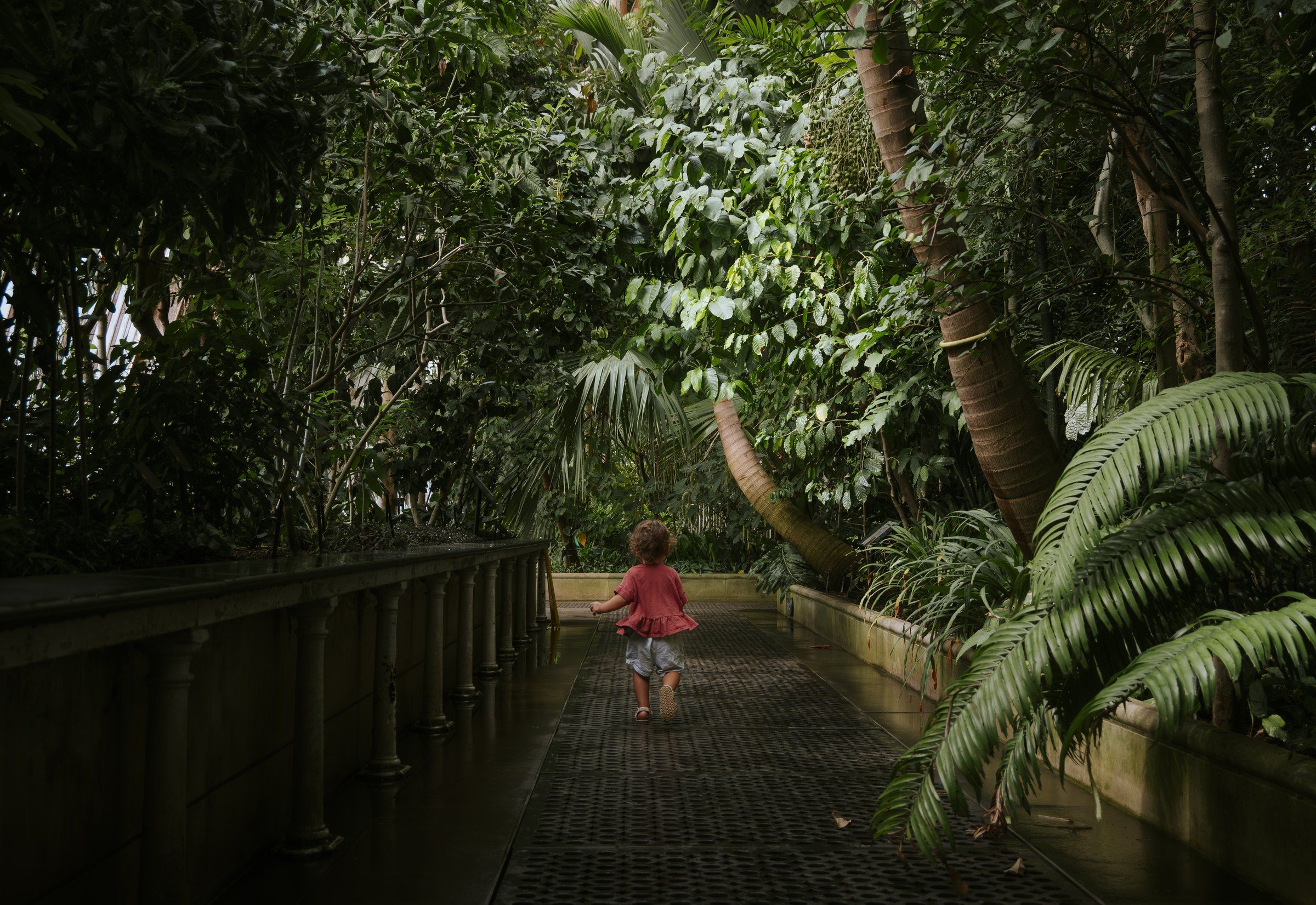 Small child walking along a wooden boardwalk through a lush glasshouse
