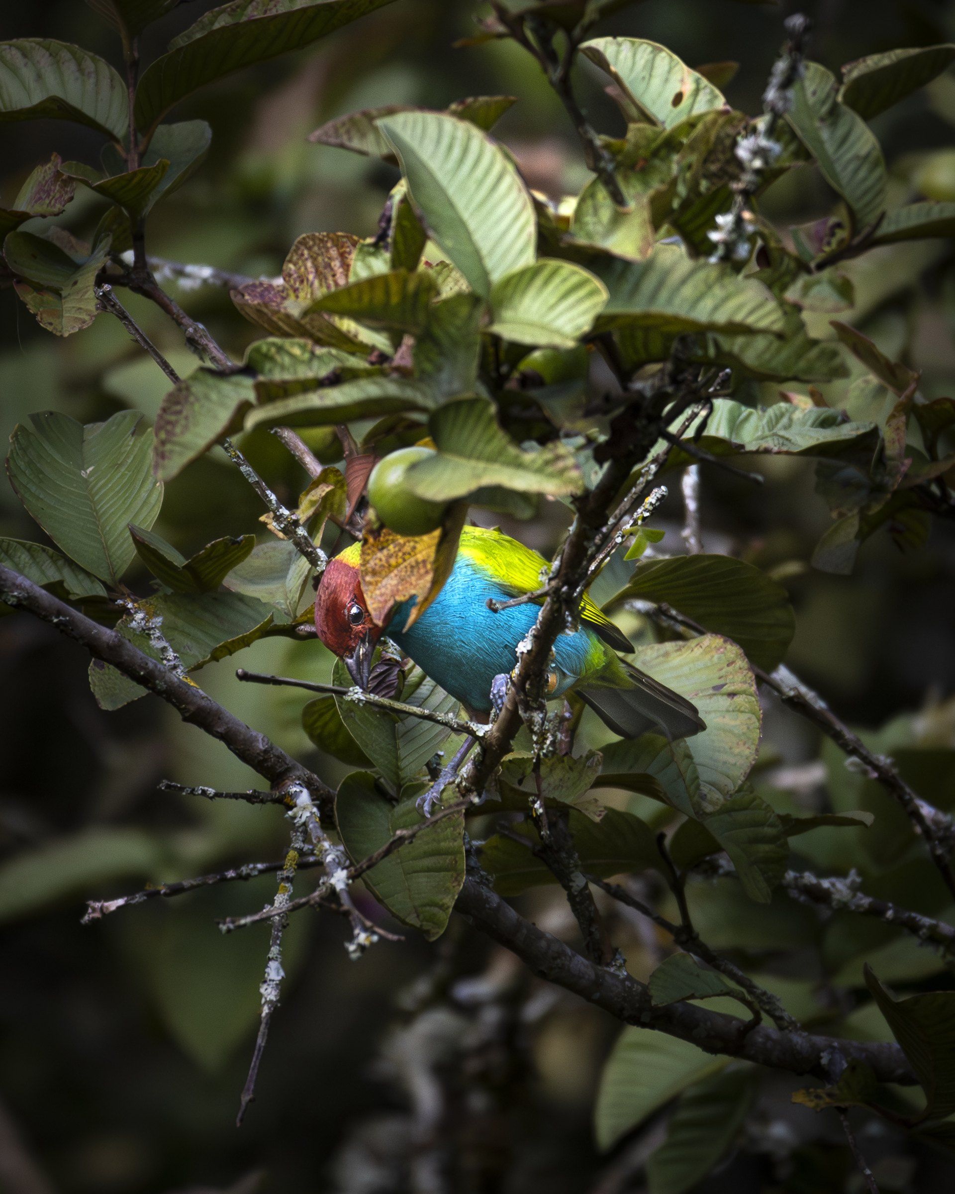 Tanager peering through a tangle of leaves