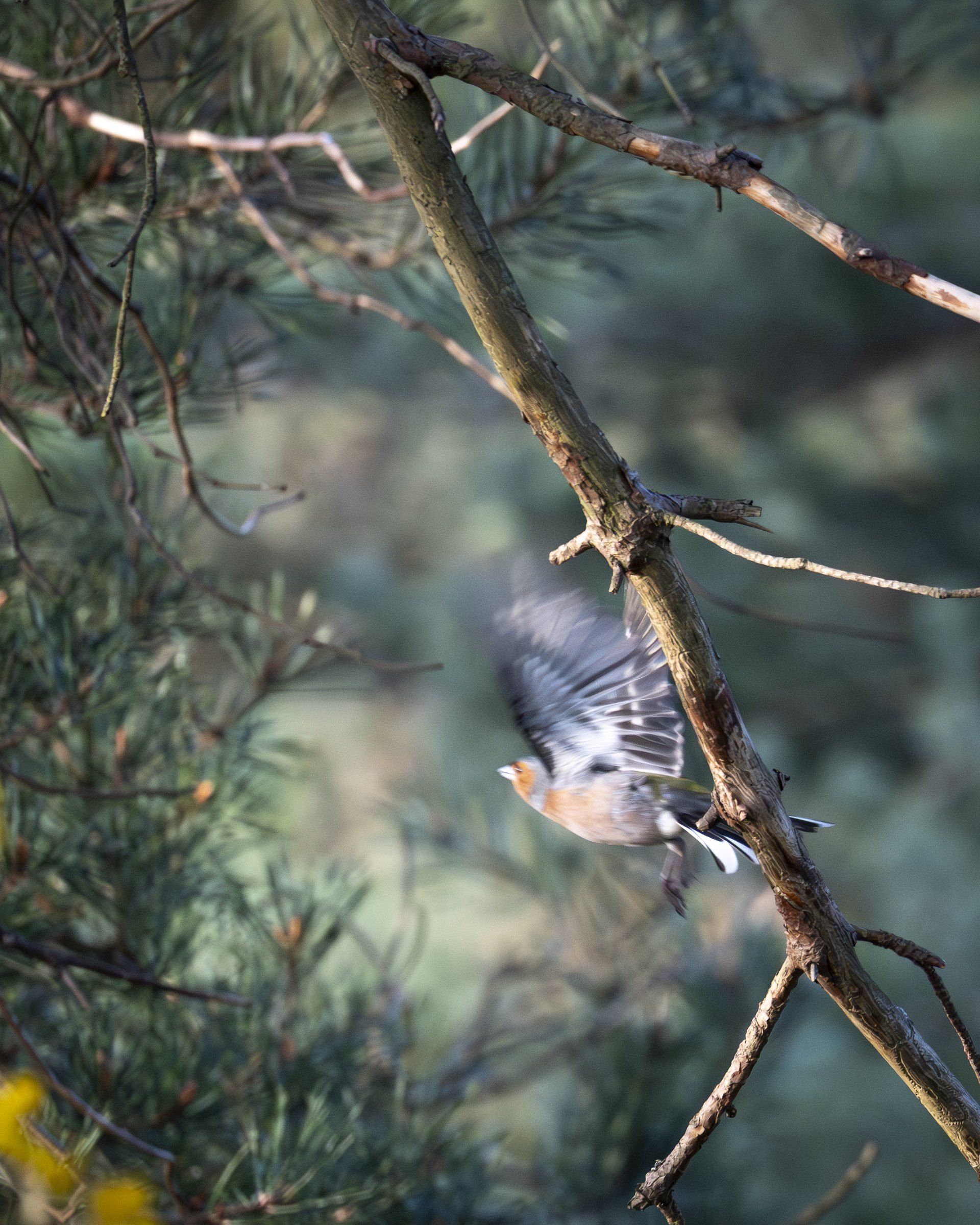 Small bird in flight past a pine branch