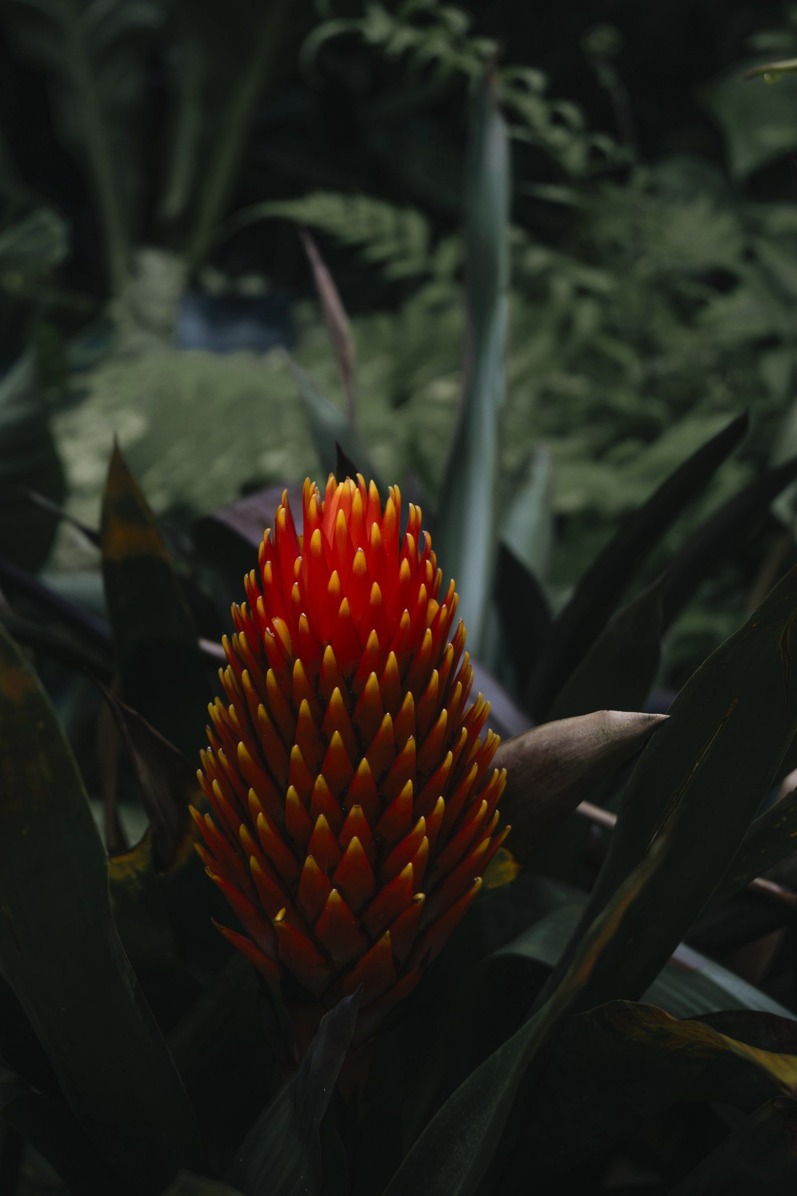 Red, cone-shaped tropical flower glowing in dark foliage