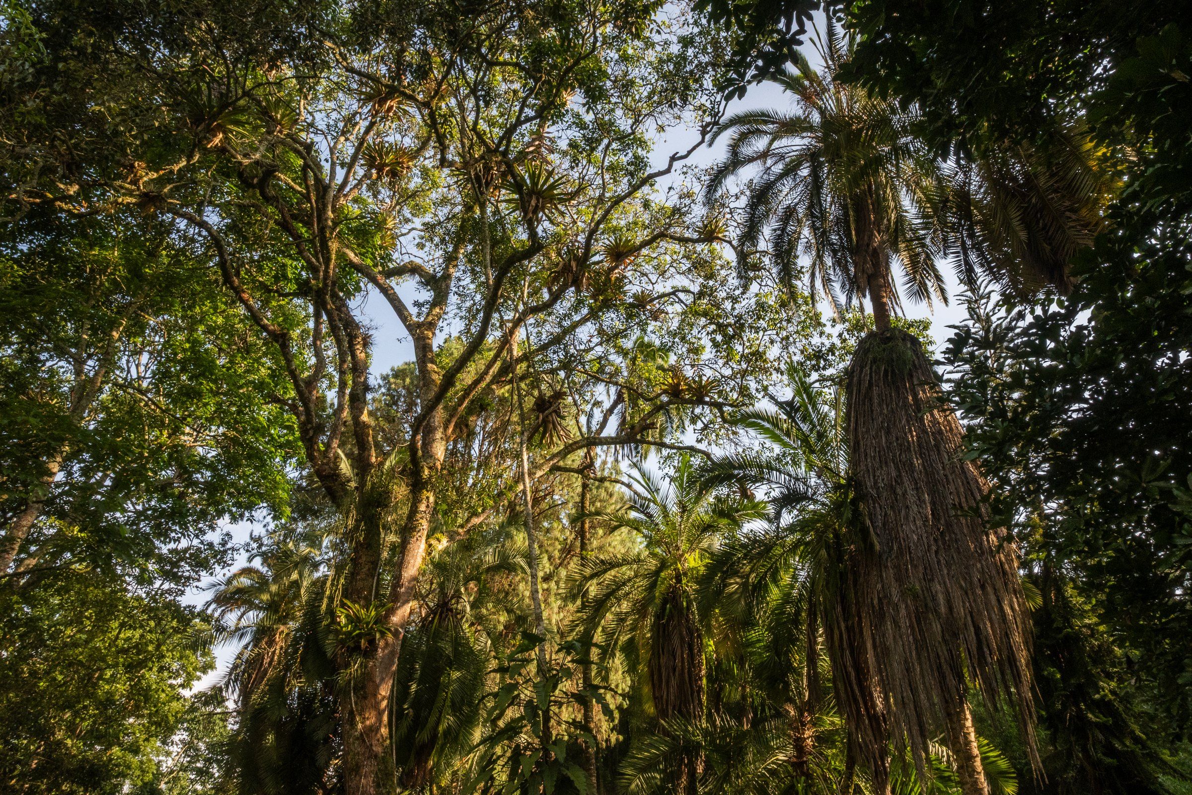 Looking up into palms and tall trees in warm light