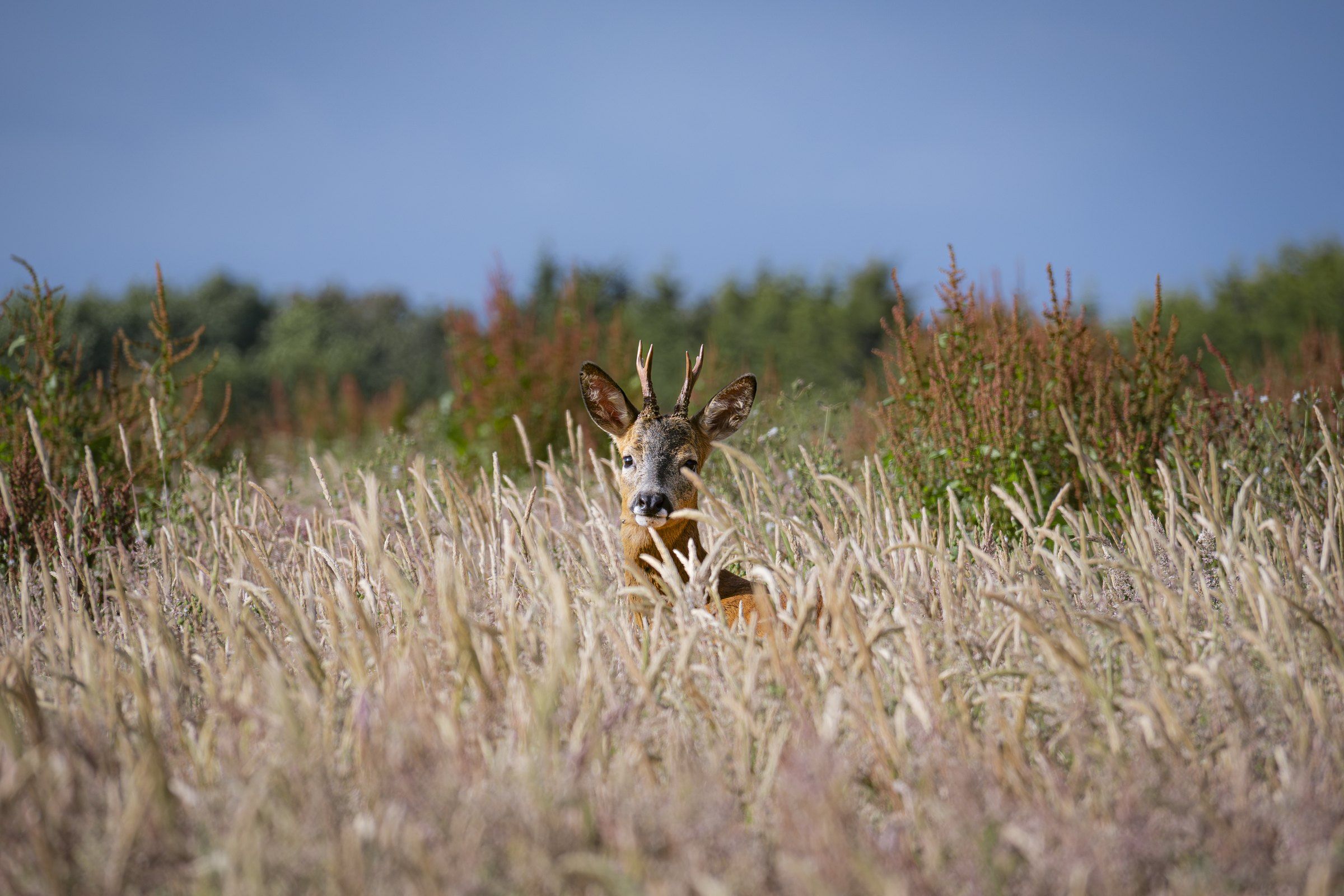 Roe deer peeking over grass and heather beneath a blue sky