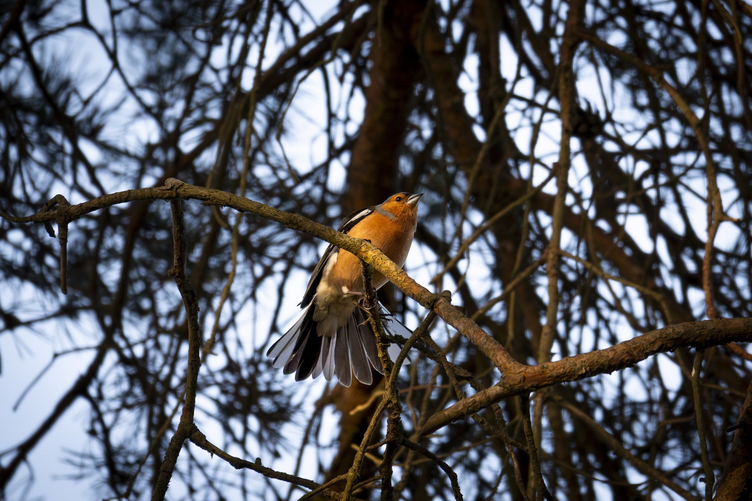 Robin with wings half open among bare branches