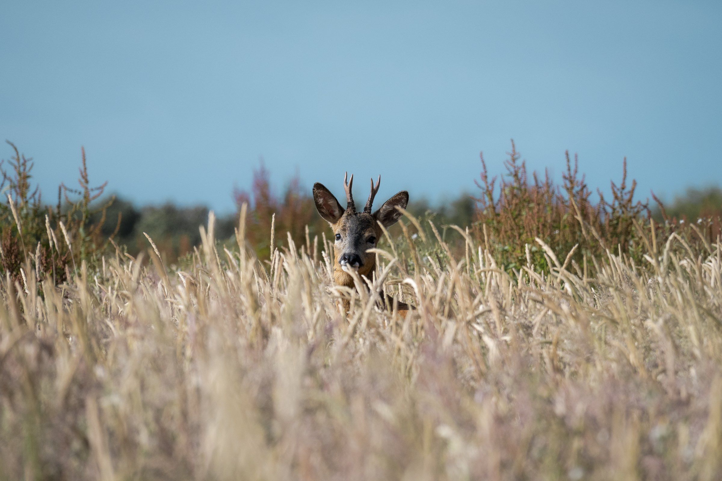 Roe deer half hidden in tall grass