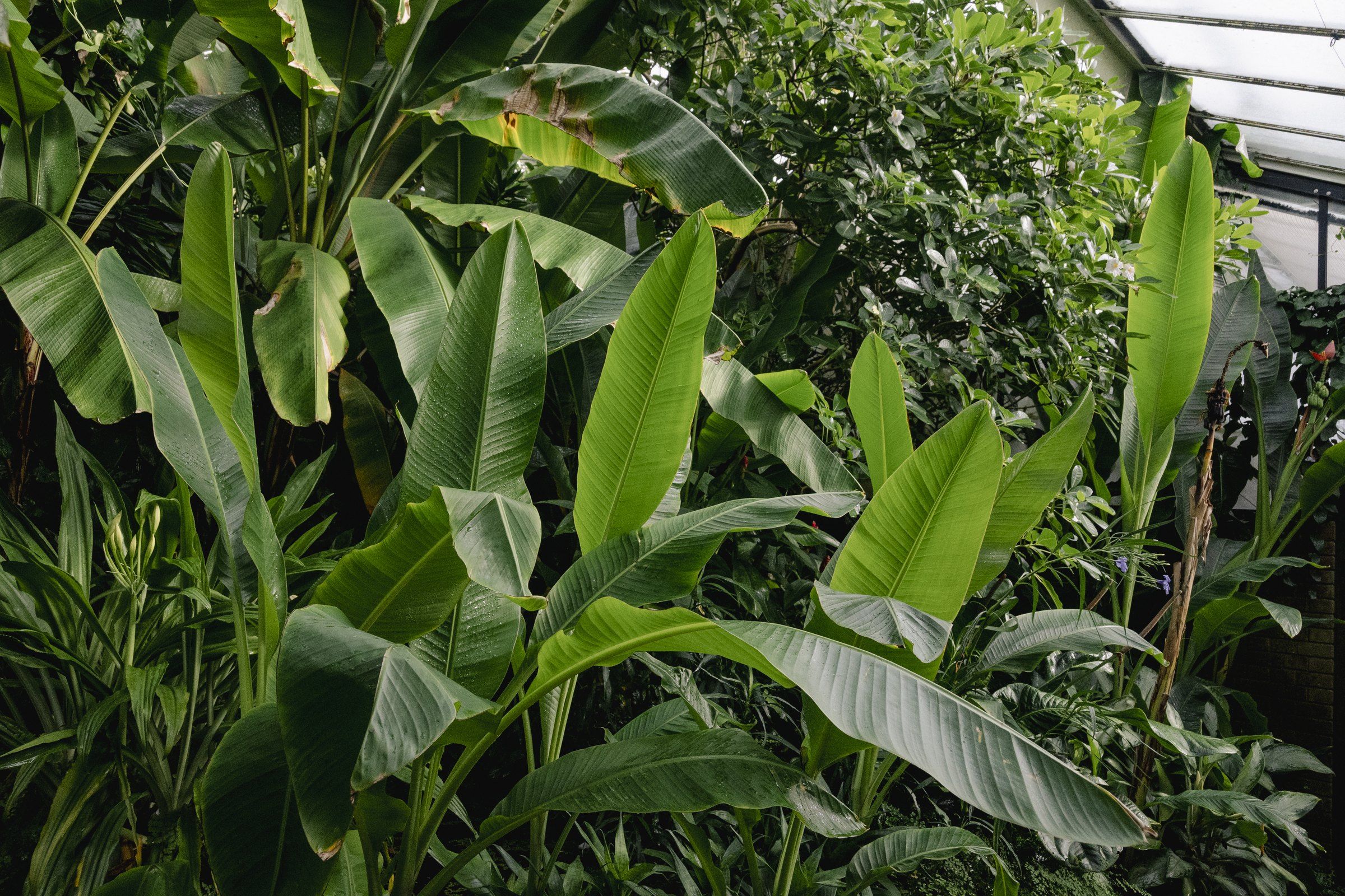 Dense banana leaves and tropical plants in a glasshouse