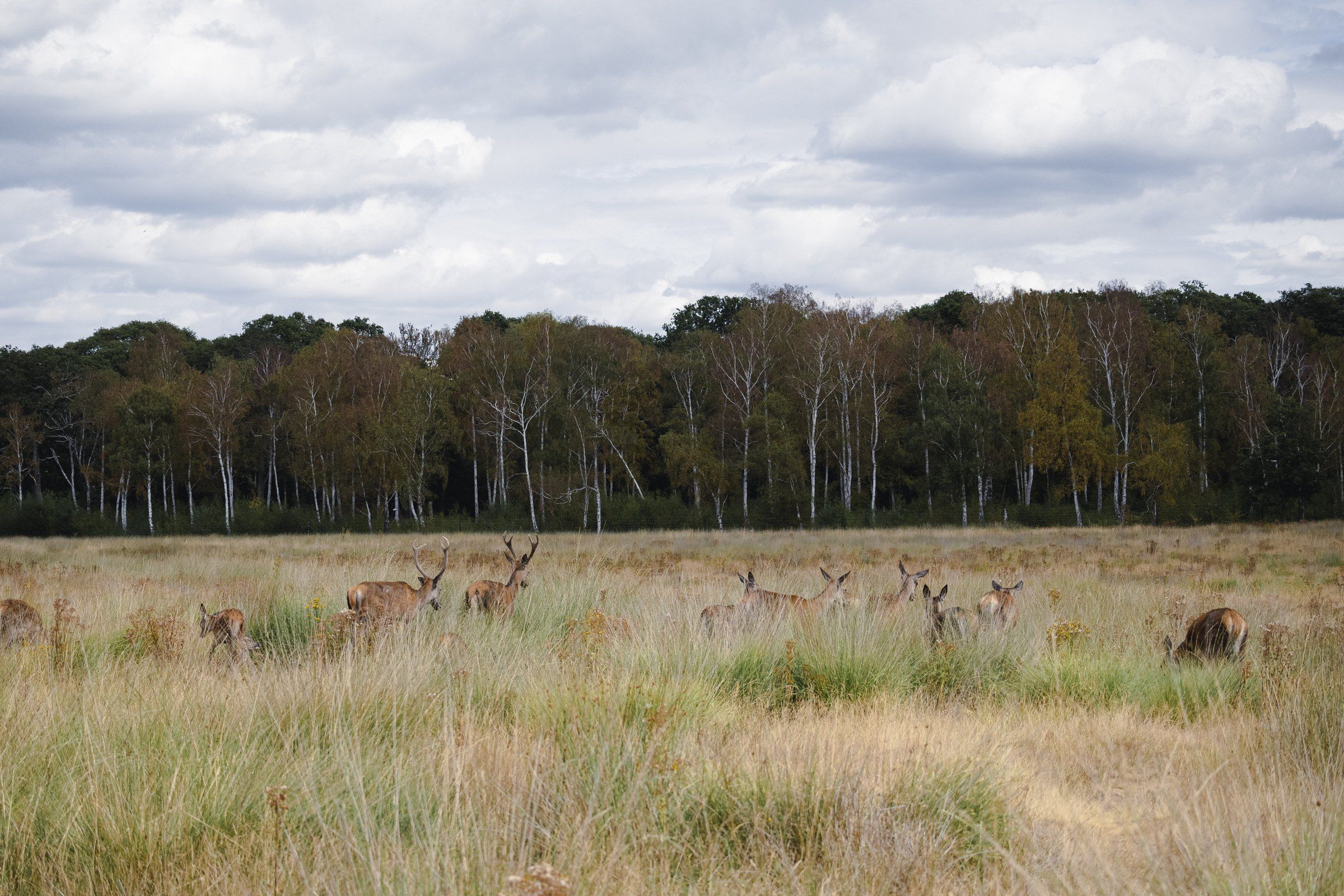 Herd of deer grazing in a wide meadow beside birch woods
